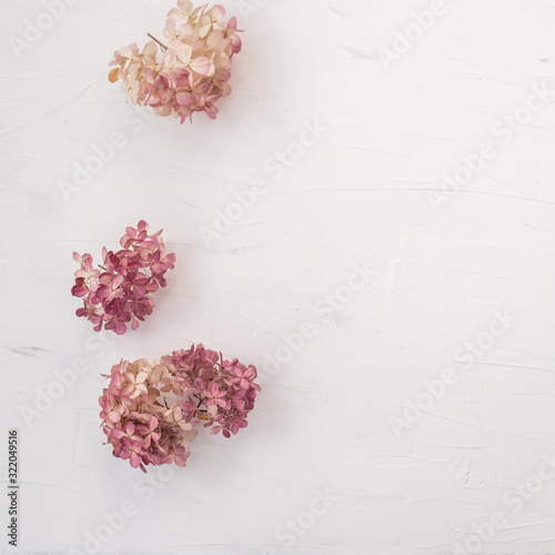 Dry floral branch on white background. Flat lay  top view minimal neutral flower background.