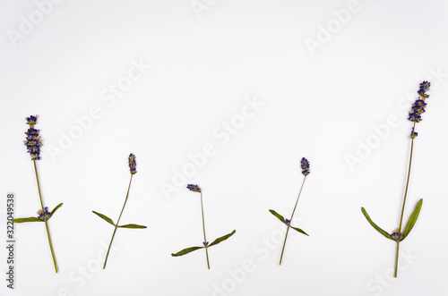 dried lavender plants on a white background 2
