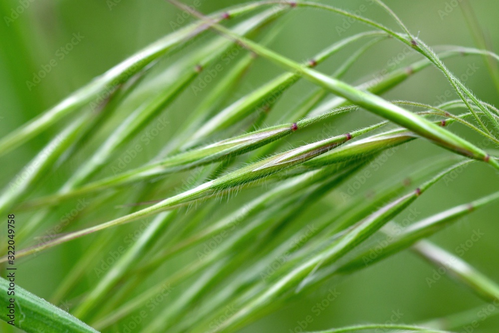 Spring grass close-up with soft focus. Spring abstract composition. 