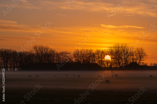 Schafe auf der Weide bei Sonnenuntergang und Bodennebel