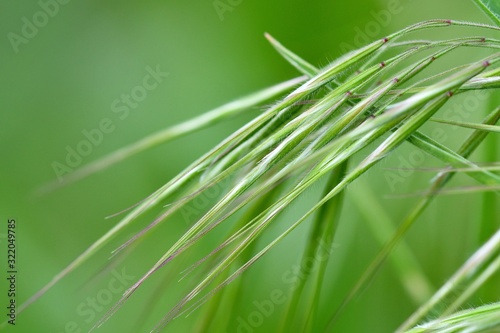 Spring grass close-up with soft focus. Spring abstract composition. 