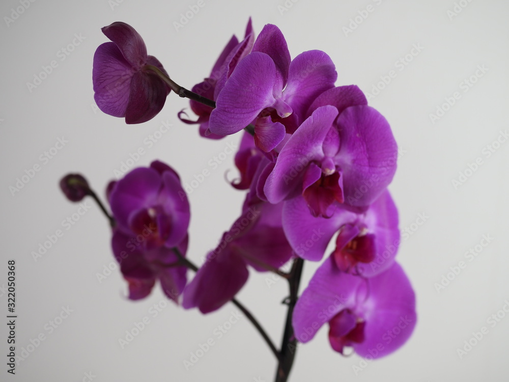Obraz premium Kwitnąca gałązka fioletowej orchidei na białym tle. Zbliżenie.