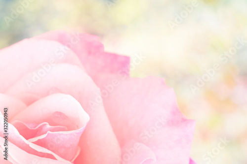 Fototapeta Naklejka Na Ścianę i Meble -  Blurred for background.Beautiful Pink rose Flower petals, abstract romance background.