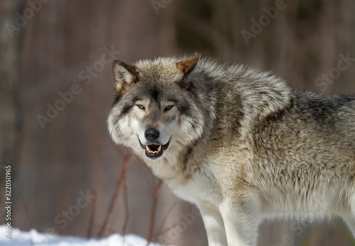 A lone Timber Wolf or Grey Wolf Canis lupus walking in the winter snow in Canada