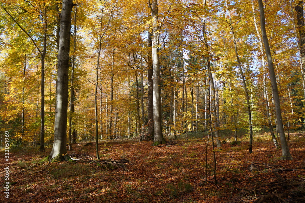 Fototapeta premium wald gemischt4