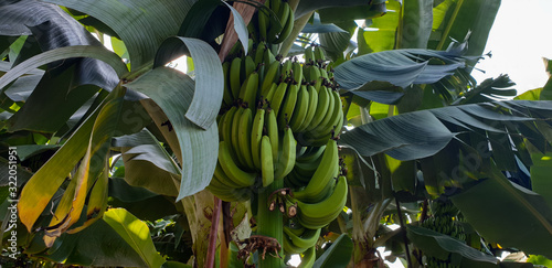 bunch of bananas on tree so much proteins