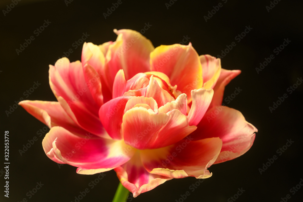 red tulip unfolds on a black background