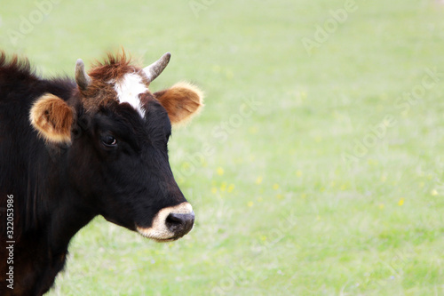 Head of a cow on a green background. The concept of farming and livestock.