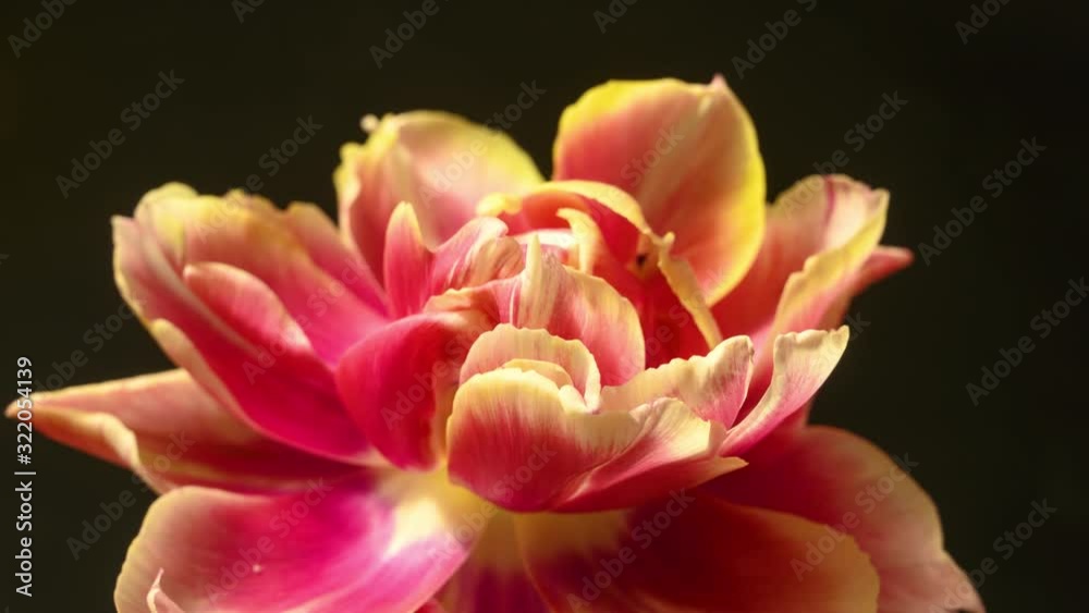 timelapse red tulip unfolds on a black background timelapse red tulip unfolds on a black background