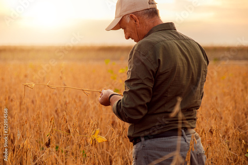 Portrait of senior farmer standing in soybean field examining crop at sunset.