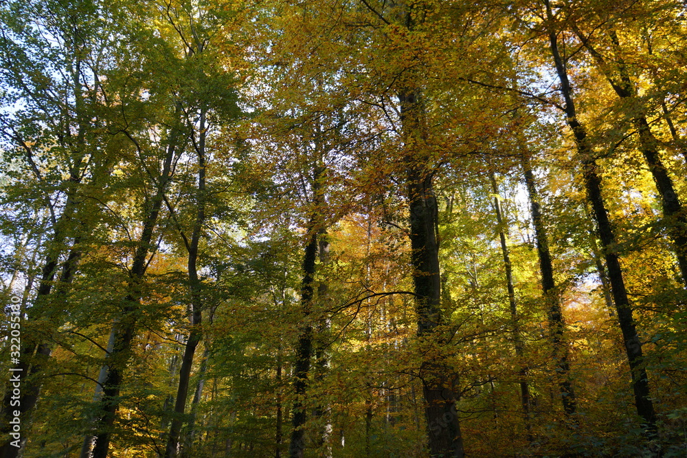 Obraz premium wald gemischt