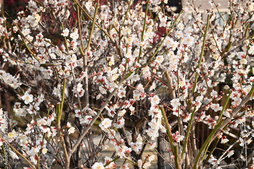 Plum Blossoms at okamoto park photo