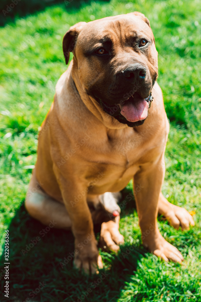 A beautiful strong dog of the Boerboel breed obediently poses for the camera. Pets.