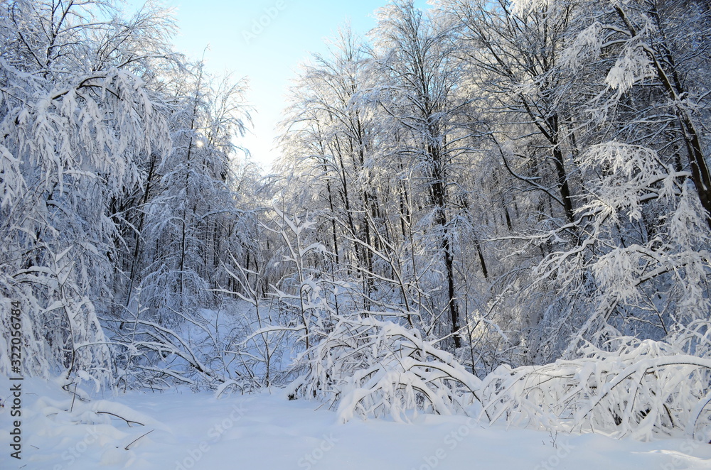 Trees covered with hoarfrost and snow in mountains Trees covered with hoarfrost and snow in mountains