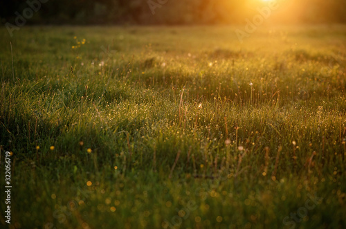 Drops of fresh morning dew on the grass glisten in the rays of the dawn sun. Natural texture.