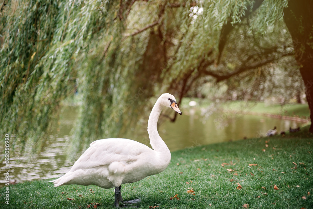 Lonely white swan gulet on the lake in summer along the green grass. Lonely white swan gulet on the lake in summer along the green grass.