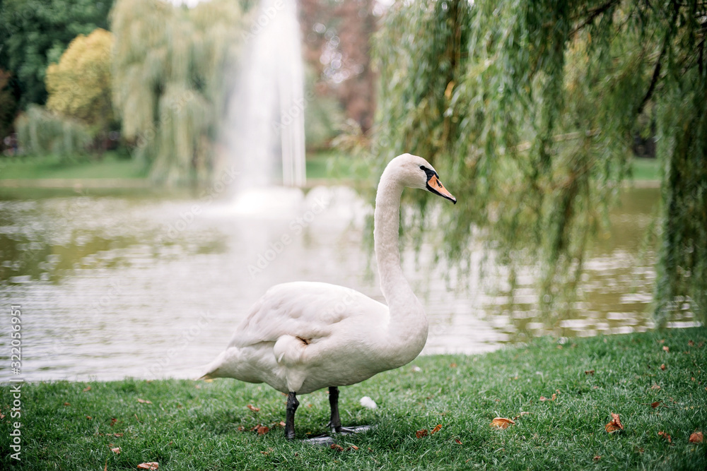 Lonely white swan gulet on the lake in summer along the green grass. Lonely white swan gulet on the lake in summer along the green grass.