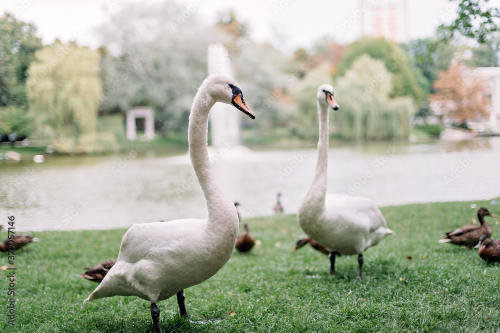 A loving couple of white swans walk on the lake among the ducks. A loving couple of white swans walk on the lake among the ducks.