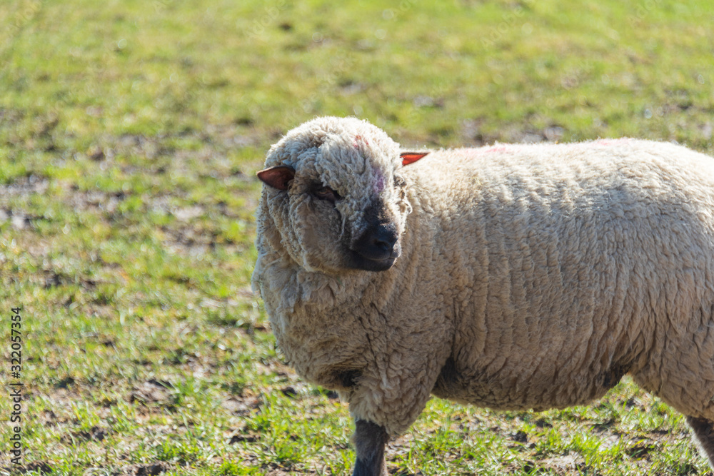 Obraz premium Sheep on a sunny day