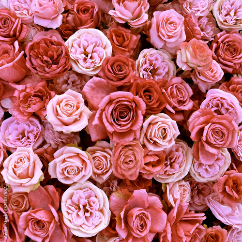 Aerial view of peach coloured rose blooms