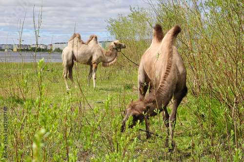 Two camels in the summer in the city of Nadym in the North of Western Siberia