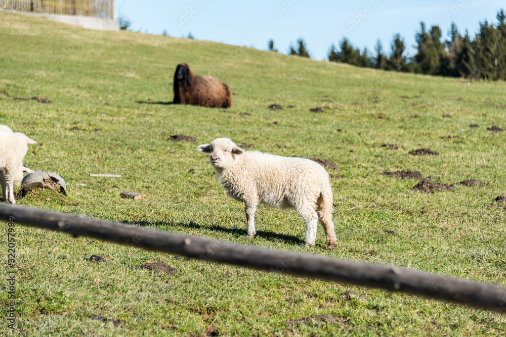 Obraz premium Sheep on a sunny day