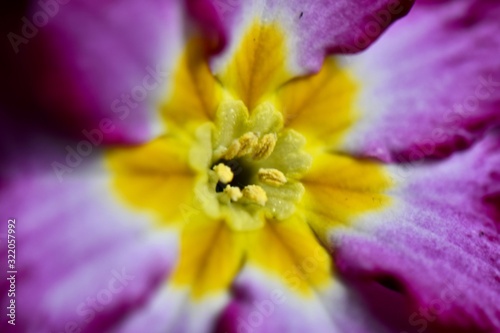 spring time primrose floral close up 