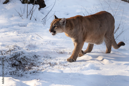 Puma in the snow, snowfall is coming. First snow. Coldly. Winter © Denis