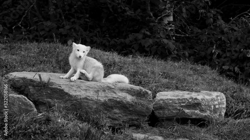 cute white fox 