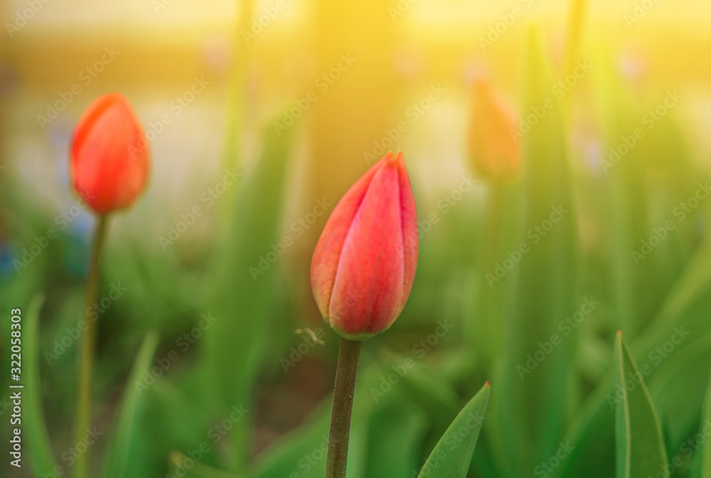 Red blossomed tulips wound in the spring. Flowers in the garden for Women's Day or Mother's Day. Template for design. Red blossomed tulips wound in the spring. Flowers in the garden for Women's Day or Mother's Day. Template for design.