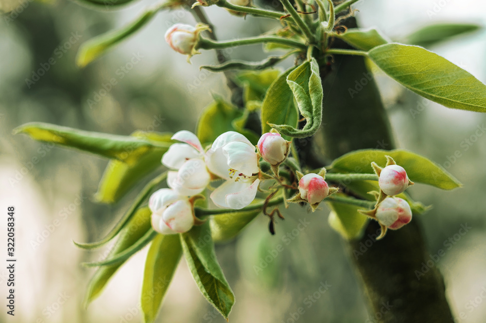 Flowering branches of apple trees in early spring. Flowers on a fruit tree in the garden. Spring season concept. Template for design. Copy space. Flowering branches of apple trees in early spring. Flowers on a fruit tree in the garden. Spring season concept. Template for design. Copy space.