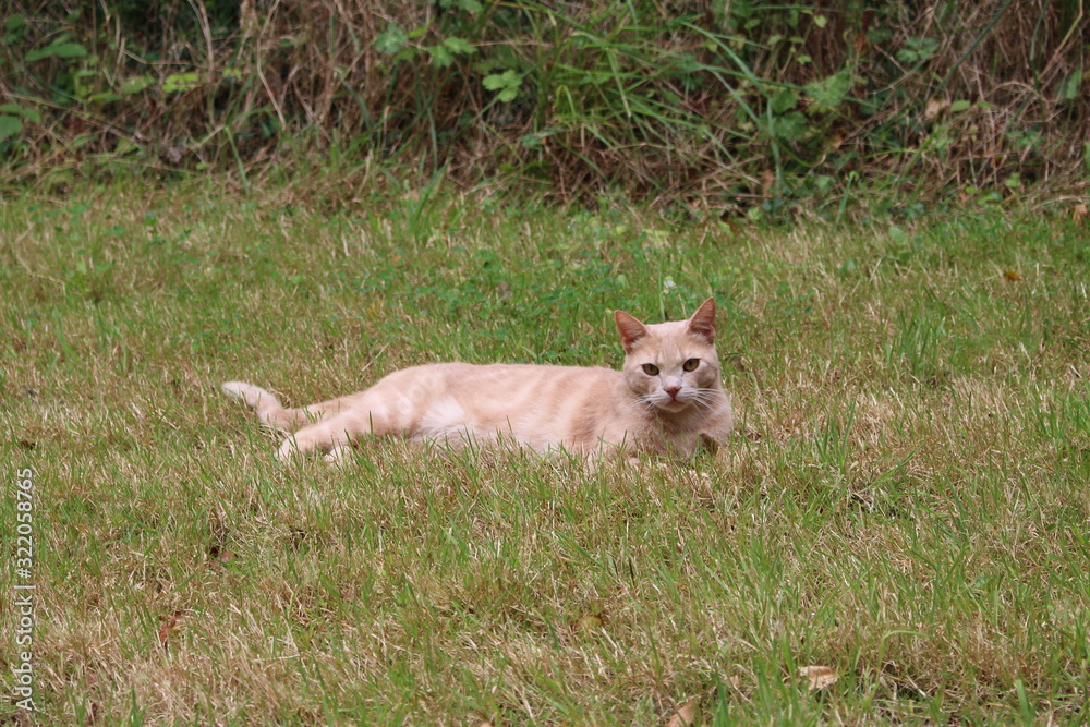 Fototapeta premium Katze