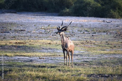 An isolated kudu antelope in Chobe National Park