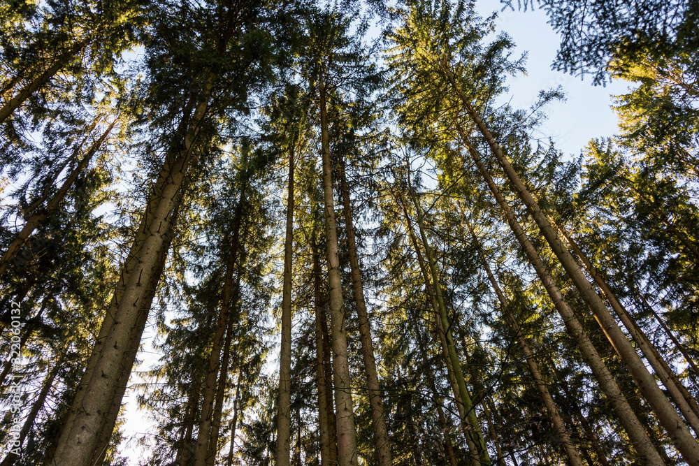 Low angle view of beech forest in springtime Low angle view of beech forest in springtime