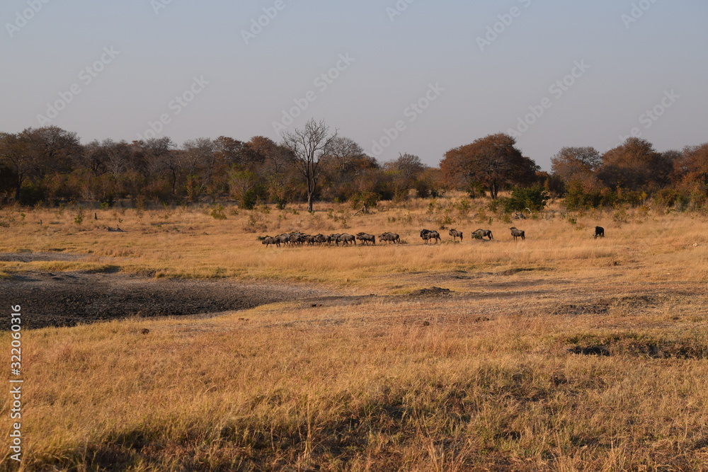 A group of wildebeests in Chobe National Park