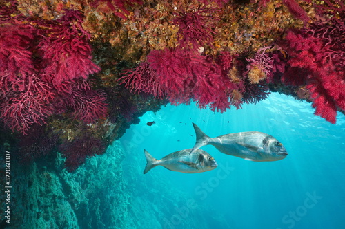 Fotografia Mediterranean sea underwater marine life, colored soft coral with gilt-head brea