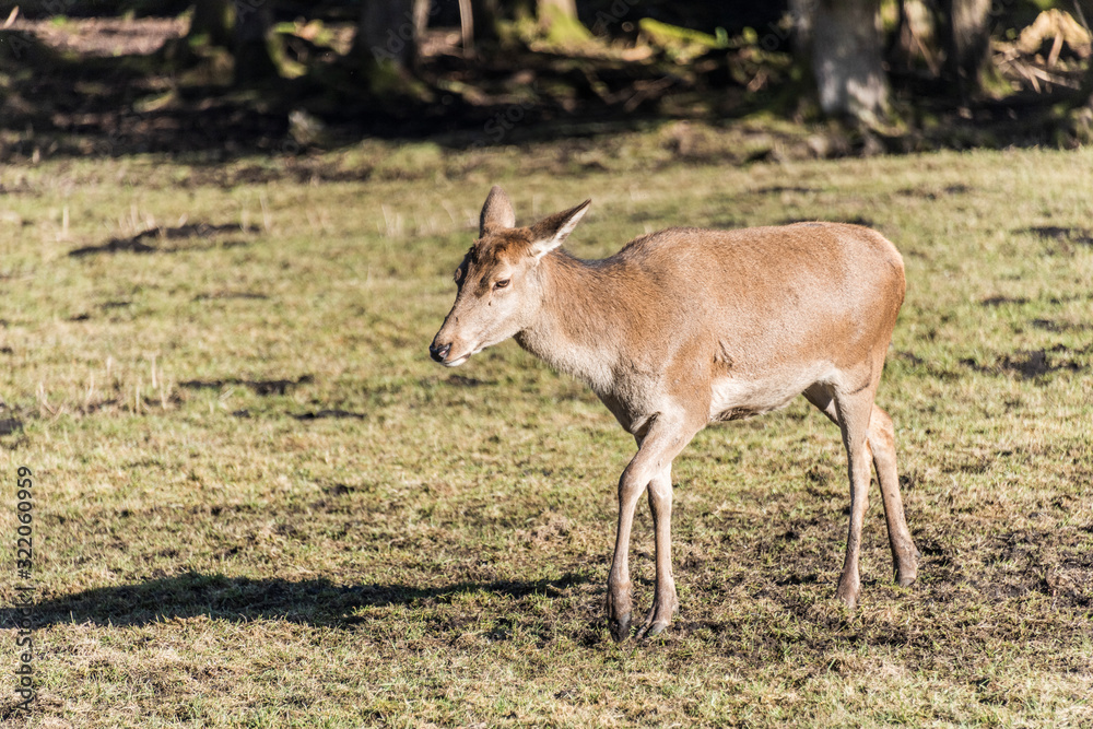 A deer in a field A deer in a field