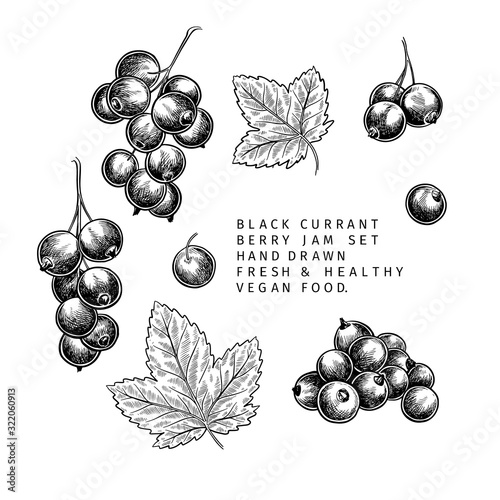 Hand drawn black currant branch, leaf and berry. Engraved vector illustration. Blackberry agriculture plant. Summer harvest, jam or mamalade vegan ingredient. Menu, package, cosmetic and food design..