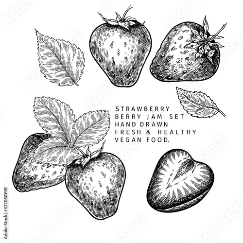 Hand drawn strawberry branch, leaf and berry. Engraved vector illustration. Agricultural plant. Summer harvest, jam or mamalade organic vegan ingredient. For menu, package, cosmetic and food design.