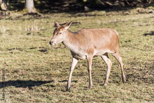 Fototapeta Naklejka Na Ścianę i Meble -  A deer in a field