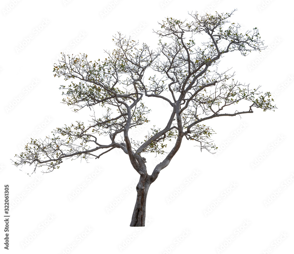 Trees isolated on white background, Tropical trees in asia. Trees isolated on white background, Tropical trees in asia.