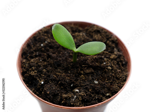 A young green plant grows in a flower pot with soil. Growing young seedlings. Sowing plants at home.Isolate on white background