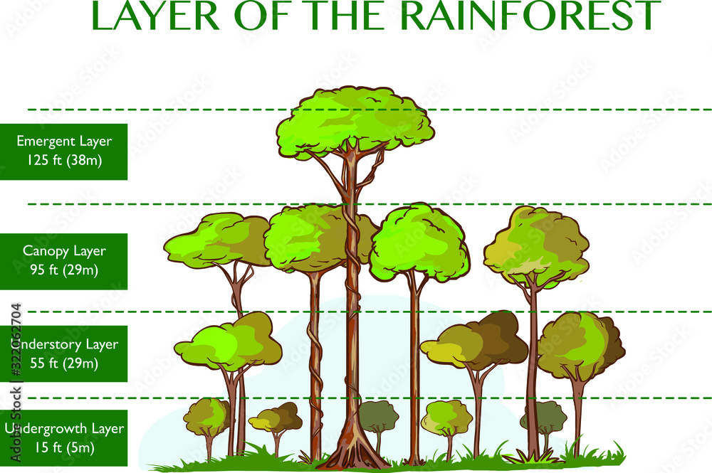 Vector illustration of the rainforest layers Stock Vector | Adobe Stock