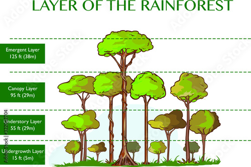 Vector illustration of the rainforest layers