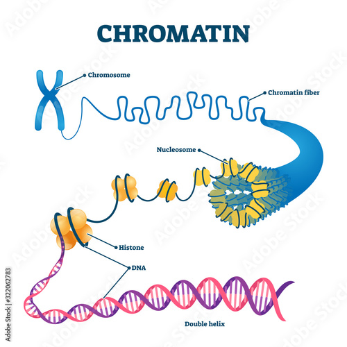 Chromation biological diagram vector illustration photo