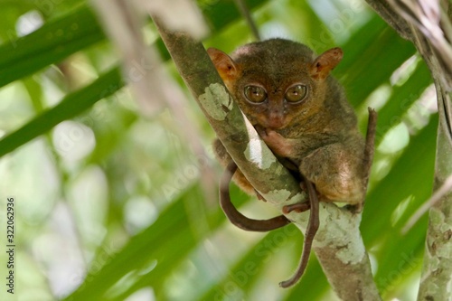 Canvas-taulu Sleepy tarsier with half closed eyes and long tail, small primate, on branch in