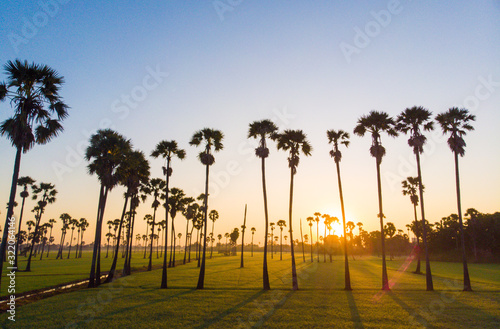 Paddy green rice plantation field with sugar palm morning sunrise
