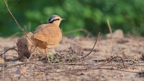 Cream-colored Courser (Cursorius cursor) in the sand desert and grass on the seashore, walking, running and feeding wader, very fast bird from Africa, Cape Verde photo