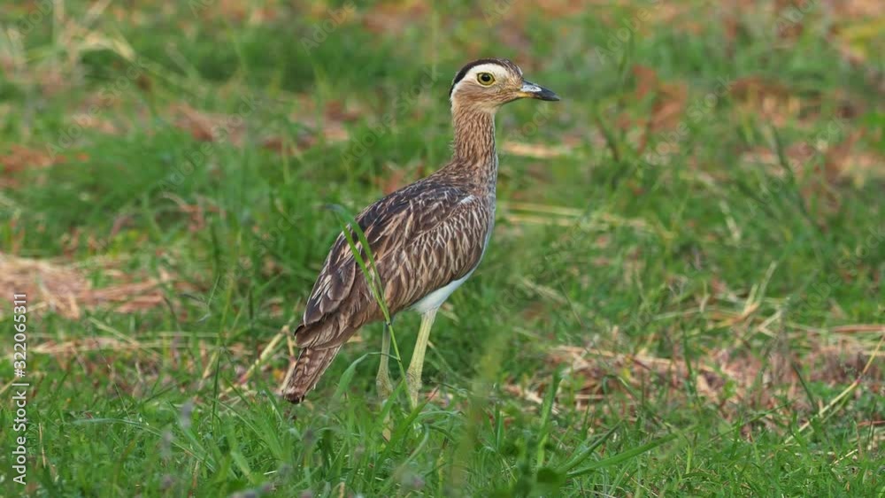 Double-striped Thick-knee - Burhinus bistriatus is stone-curlew family Burhinidae, resident breeder in Central and South America, Mexico, Colombia, Venezuela, Brazil, Nicaragua. Double-striped Thick-knee - Burhinus bistriatus is stone-curlew family Burhinidae, resident breeder in Central and South America, Mexico, Colombia, Venezuela, Brazil, Nicaragua.
