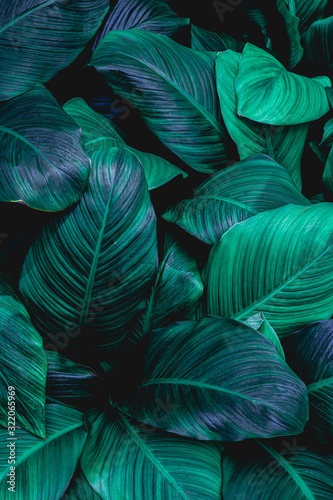 leaves of Spathiphyllum cannifolium  abstract green texture  nature background  tropical leaf